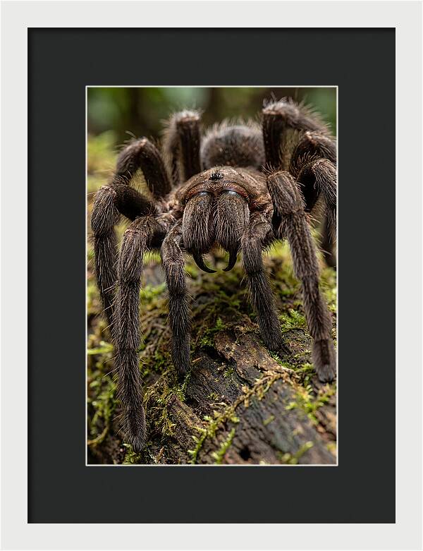 Goliath Birdeater Closeup