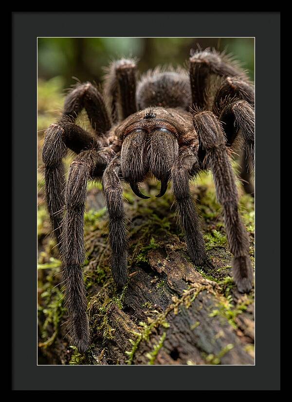 Goliath Birdeater Closeup