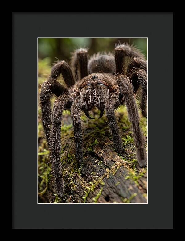 Goliath Birdeater Closeup