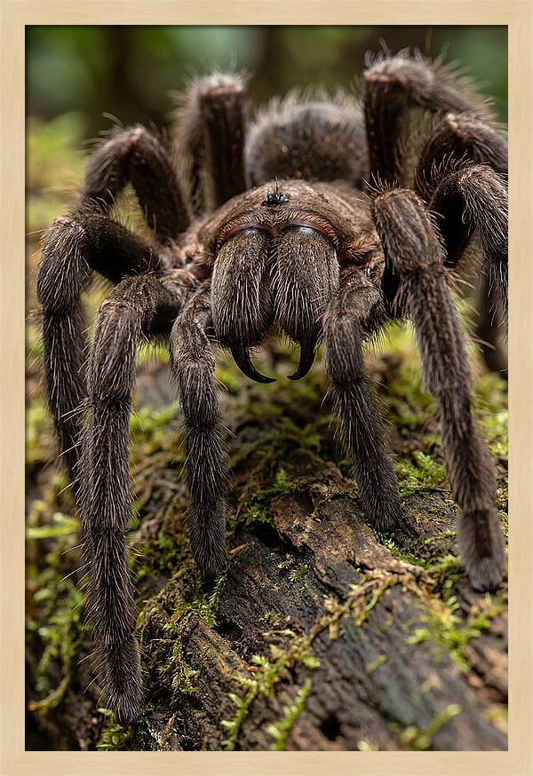 Goliath Birdeater Closeup