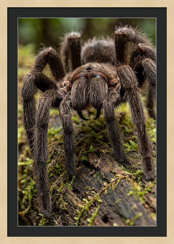 Goliath Birdeater Closeup