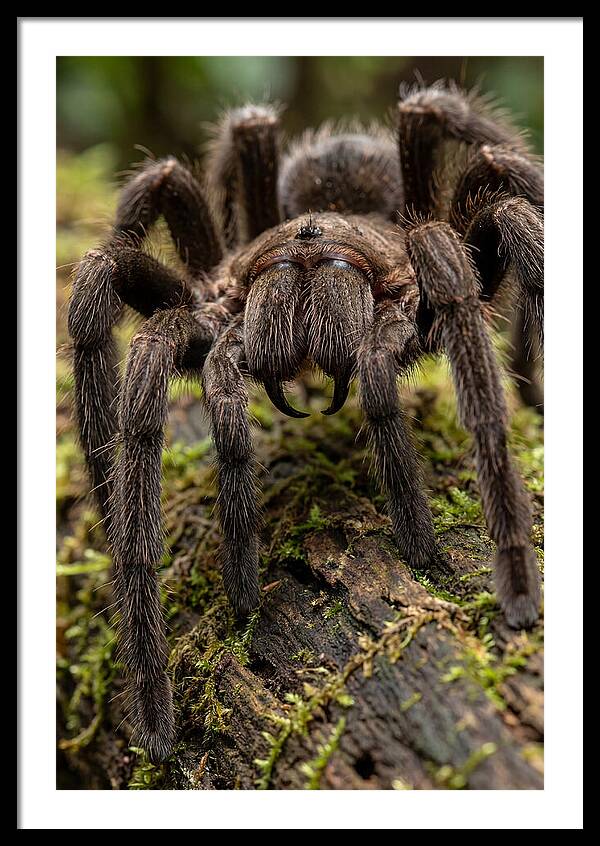 Goliath Birdeater Closeup