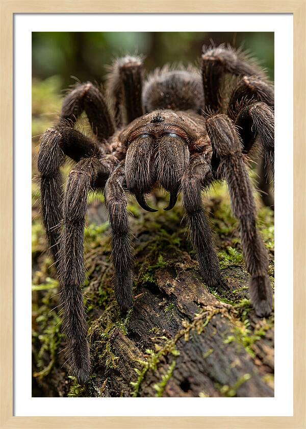 Goliath Birdeater Closeup