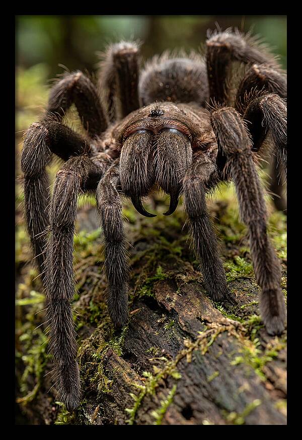 Goliath Birdeater Closeup