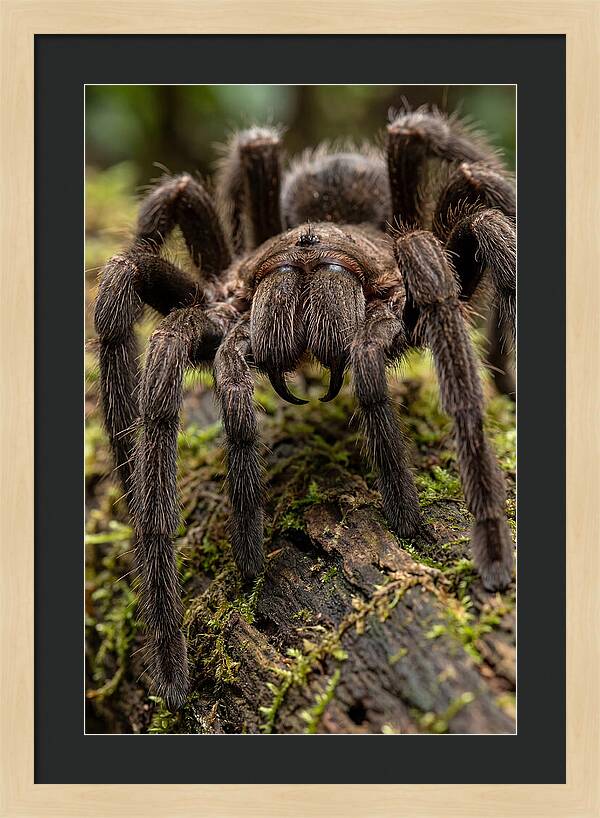 Goliath Birdeater Closeup