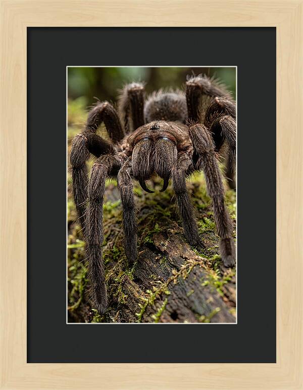 Goliath Birdeater Closeup