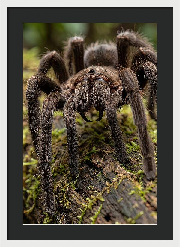 Goliath Birdeater Closeup
