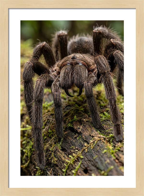 Goliath Birdeater Closeup