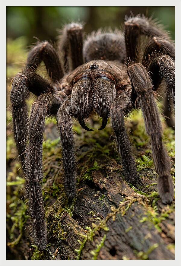 Goliath Birdeater Closeup