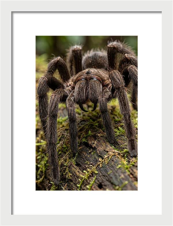 Goliath Birdeater Closeup