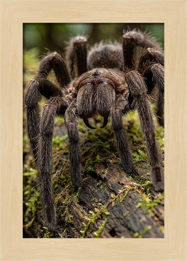Goliath Birdeater Closeup