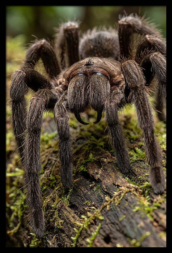 Goliath Birdeater Closeup