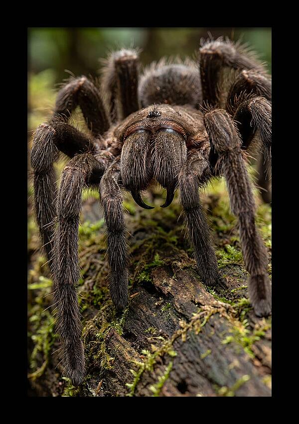 Goliath Birdeater Closeup