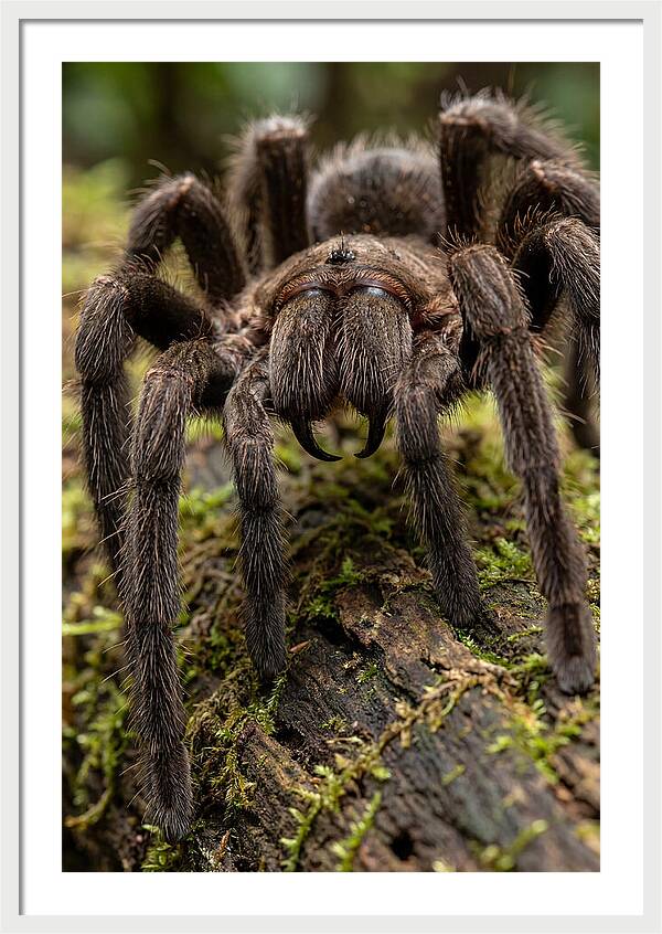 Goliath Birdeater Closeup