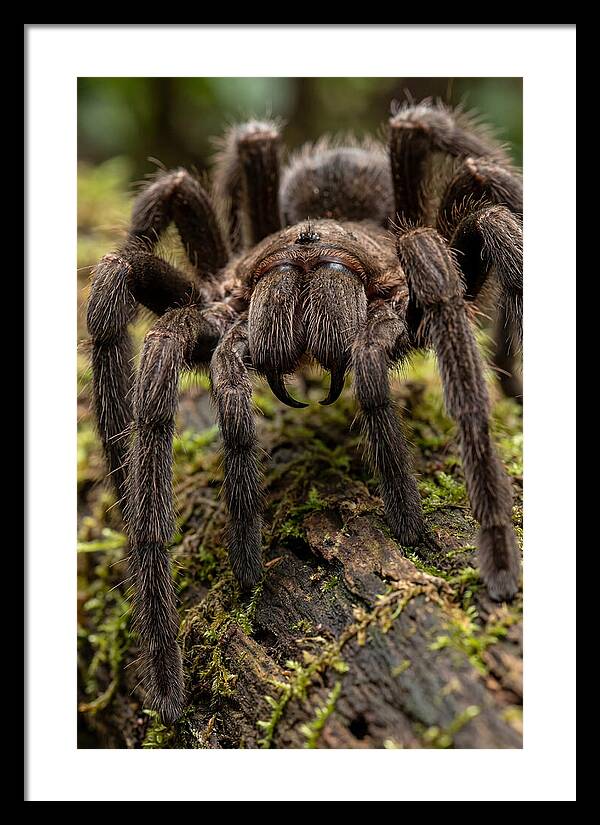 Goliath Birdeater Closeup
