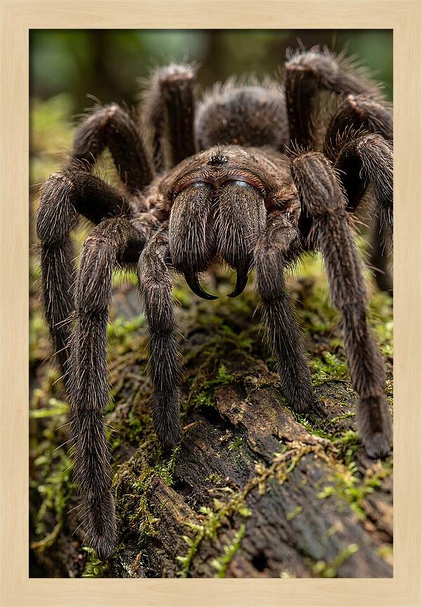 Goliath Birdeater Closeup