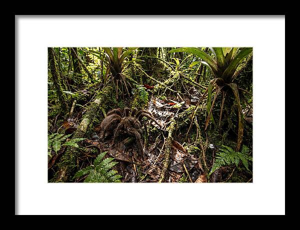 Goliath Birdeater In Its Habitat