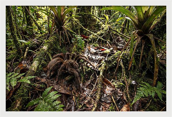 Goliath Birdeater In Its Habitat