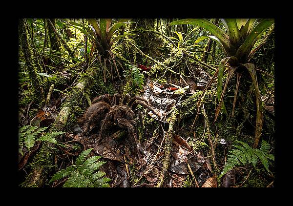 Goliath Birdeater In Its Habitat