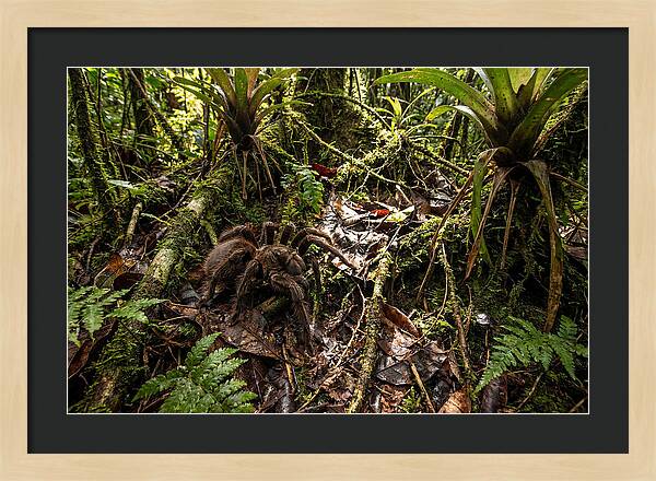 Goliath Birdeater In Its Habitat