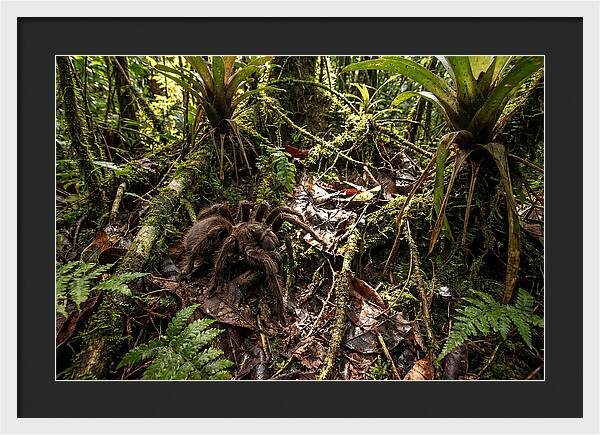 Goliath Birdeater In Its Habitat