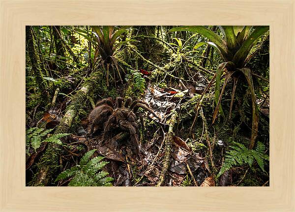 Goliath Birdeater In Its Habitat