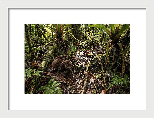 Goliath Birdeater In Its Habitat