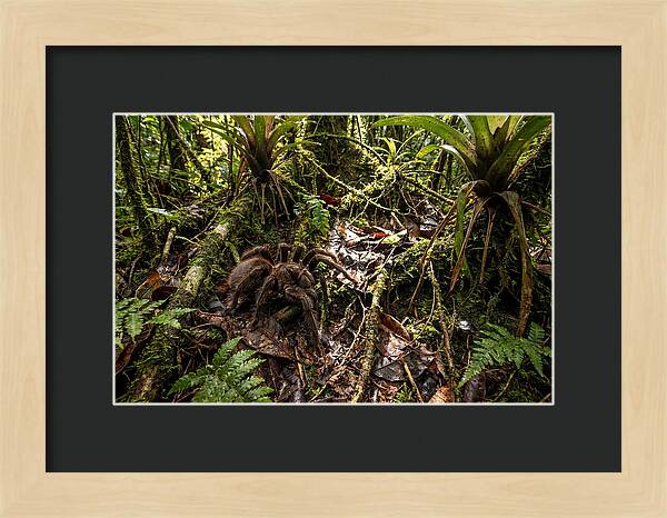 Goliath Birdeater In Its Habitat