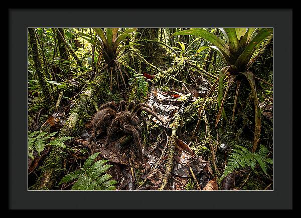 Goliath Birdeater In Its Habitat