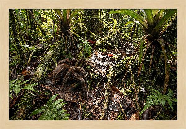 Goliath Birdeater In Its Habitat