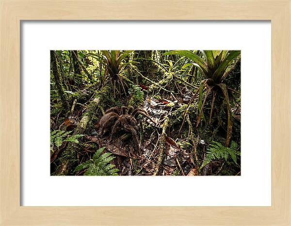 Goliath Birdeater In Its Habitat