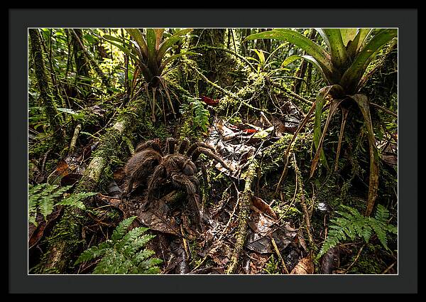 Goliath Birdeater In Its Habitat
