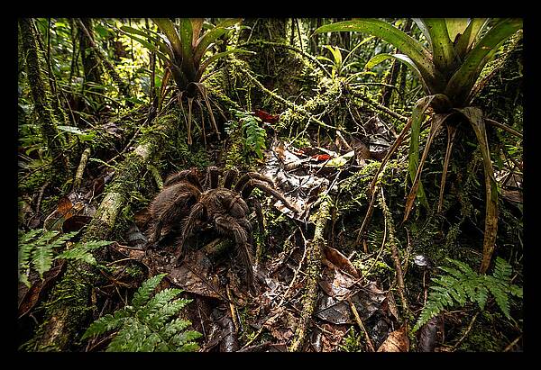 Goliath Birdeater In Its Habitat