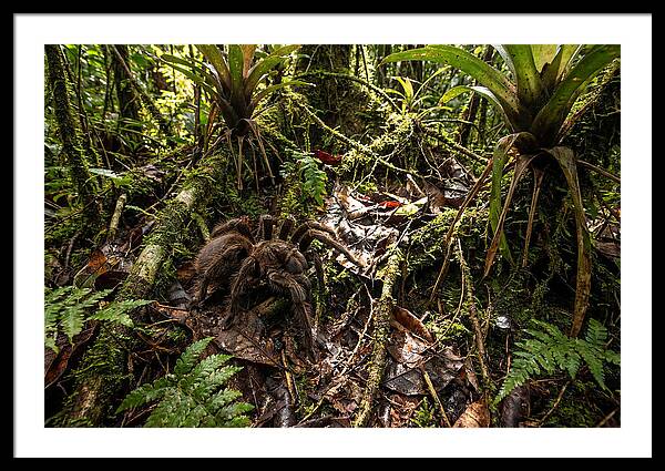 Fern Art
