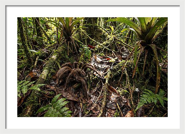 Goliath Birdeater In Its Habitat