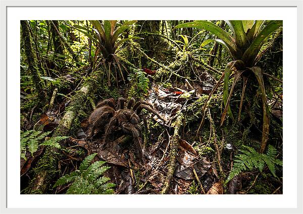 Goliath Birdeater In Its Habitat