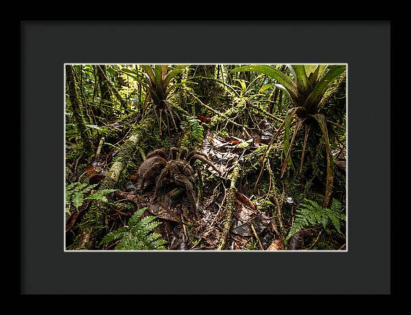 Goliath Birdeater In Its Habitat