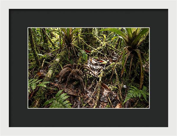 Goliath Birdeater In Its Habitat