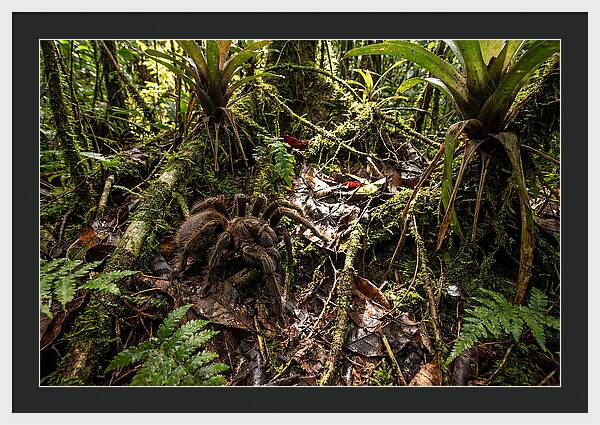 Goliath Birdeater In Its Habitat