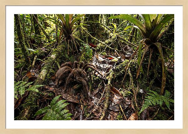 Goliath Birdeater In Its Habitat