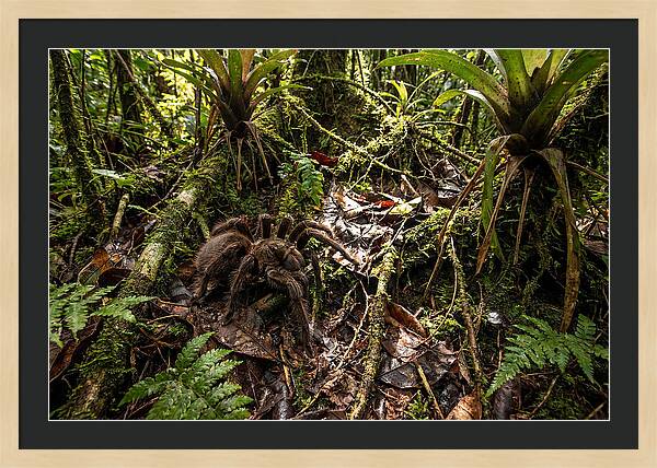 Goliath Birdeater In Its Habitat