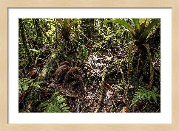Goliath Birdeater In Its Habitat