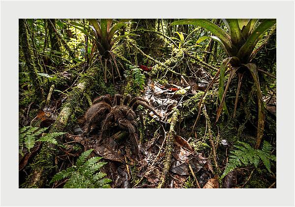 Goliath Birdeater In Its Habitat