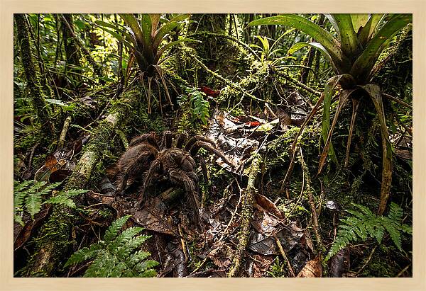 Goliath Birdeater In Its Habitat