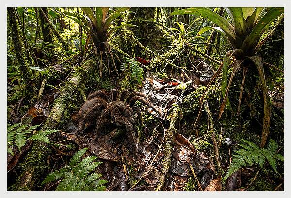 Goliath Birdeater In Its Habitat