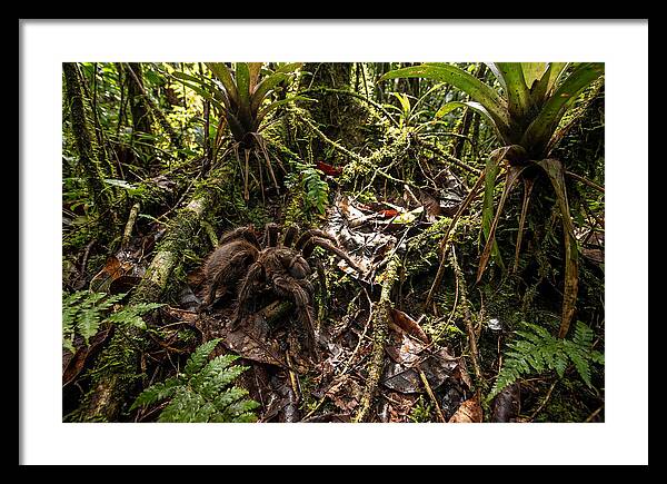 Goliath Birdeater In Its Habitat