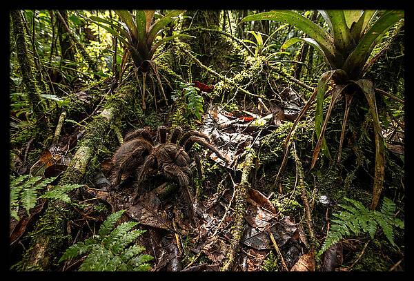 Goliath Birdeater In Its Habitat