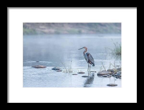 Goliath Heron In Misty River