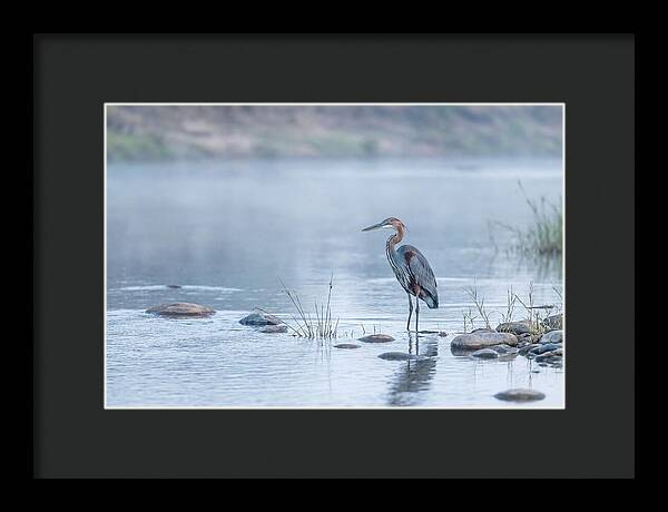 Goliath Heron In Misty River
