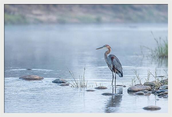 Goliath Heron In Misty River